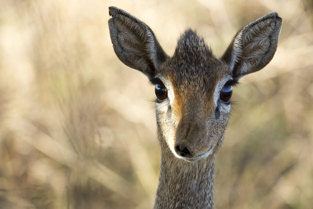 Dik Dik
