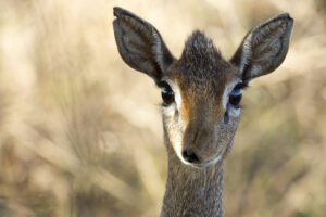 Dik Dik